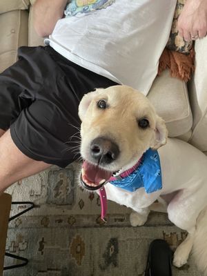 WAG-A-LOT Decatur by null