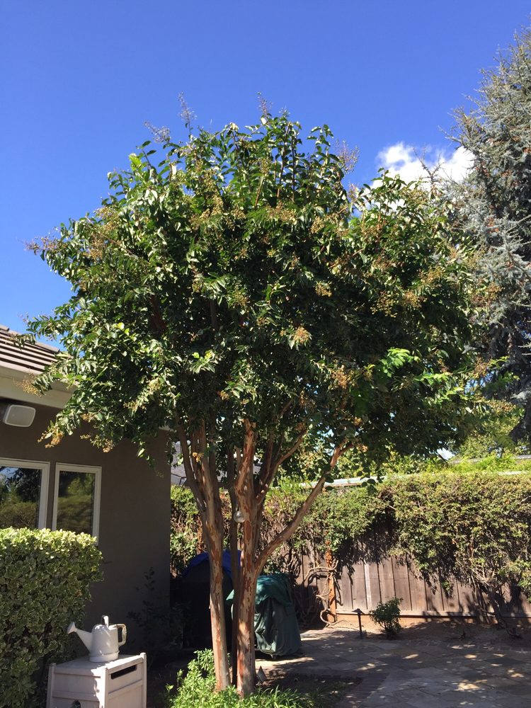 We Care Tree Care - tree service in San Jose, CA