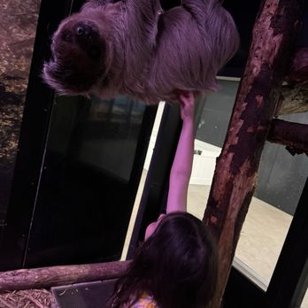 Destiny USA - Petting one of the sloths, they were pretty cool to go see at little rays nature center - Shopping Centers Near Me - Syracuse, New York Destiny USA - Petting one of the sloths, they were pretty cool to go see at little rays nature center - Shopping Centers Near Me - Syracuse, New York