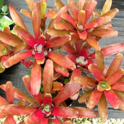 Valdes Gardens Nursery