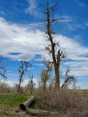 Carson Nature Center-South Platte Park