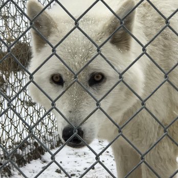 Wild Spirit Wolf Sanctuary - Zoos Near Me - Ramah, New Mexico Wild Spirit Wolf Sanctuary - Zoos Near Me - Ramah, New Mexico