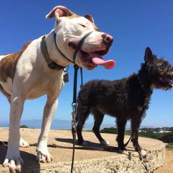 Strut The Mutt - Nothing beats the beach on a sunny day when you are a dog! - Dog Walkers Near Me - San Francisco, California Strut The Mutt - Nothing beats the beach on a sunny day when you are a dog! - Dog Walkers Near Me - San Francisco, California