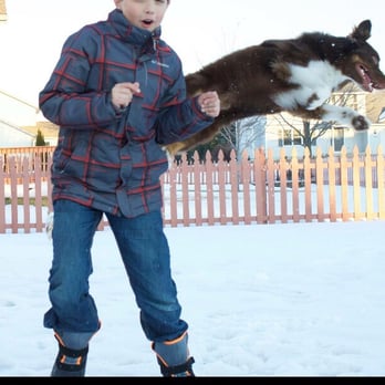 Focused Dog Training - "Spring" command off my sons back. It's one of his favorites to show off to friends :) - Pet Training Near Me Focused Dog Training - "Spring" command off my sons back. It's one of his favorites to show off to friends :) - Pet Training Near Me
