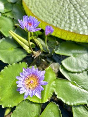 Oniishi Bozu Jigoku by null