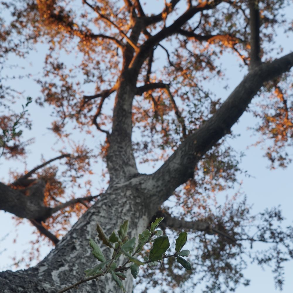 Affordable Tree Service - A final look at this gorgeous oak tree, even though it's fully withered. - Tree Services Near Me Affordable Tree Service - A final look at this gorgeous oak tree, even though it's fully withered. - Tree Services Near Me