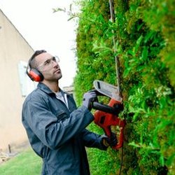Woodchuck's Arbor Care - Tree Trimming