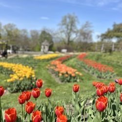 Mohonk Preserve - Tulip Festival 2025