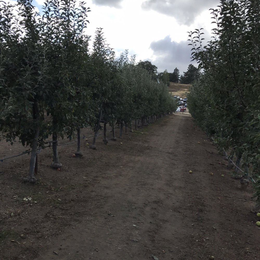 Apple Starr Orchards - CLOSED - Pick Your Own Farms Near Me - Julian, California Apple Starr Orchards - CLOSED - Pick Your Own Farms Near Me - Julian, California