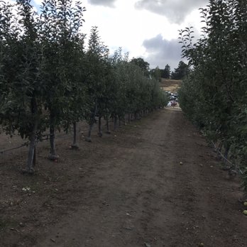 Apple Starr Orchards - CLOSED - Pick Your Own Farms Near Me - Julian, California Apple Starr Orchards - CLOSED - Pick Your Own Farms Near Me - Julian, California