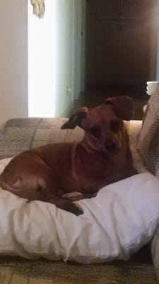 miss charlotte's pampered pets