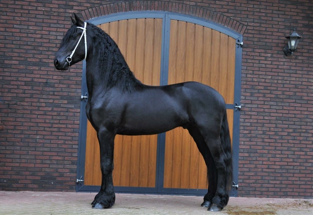 Sovereign Friesian Horses Logo