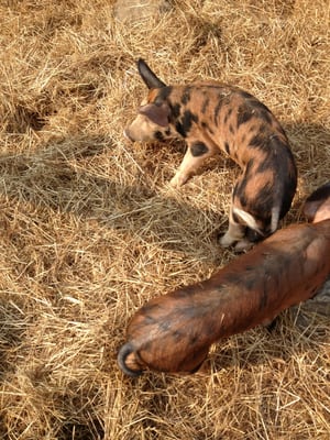 Oregon Heritage Farms by null