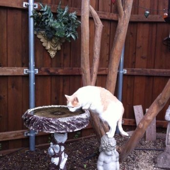 Hillside Veterinary Clinic - Kitty Bowl - Veterinarians Near Me - Dallas, Texas