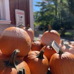 The Apple Place - Pumpkins by our apple barn