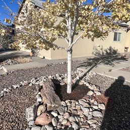 a tree in a rock garden