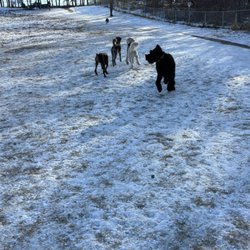 Andy's Bark Park - January 2025