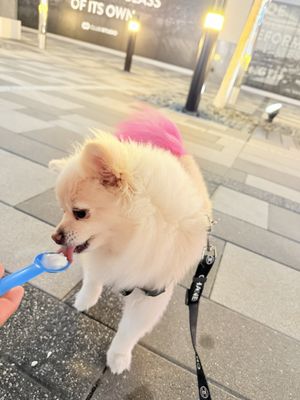 Go Greek Yogurt by null