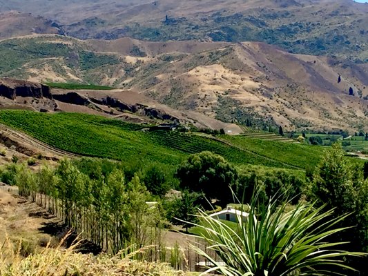 Felton Road Wines by null