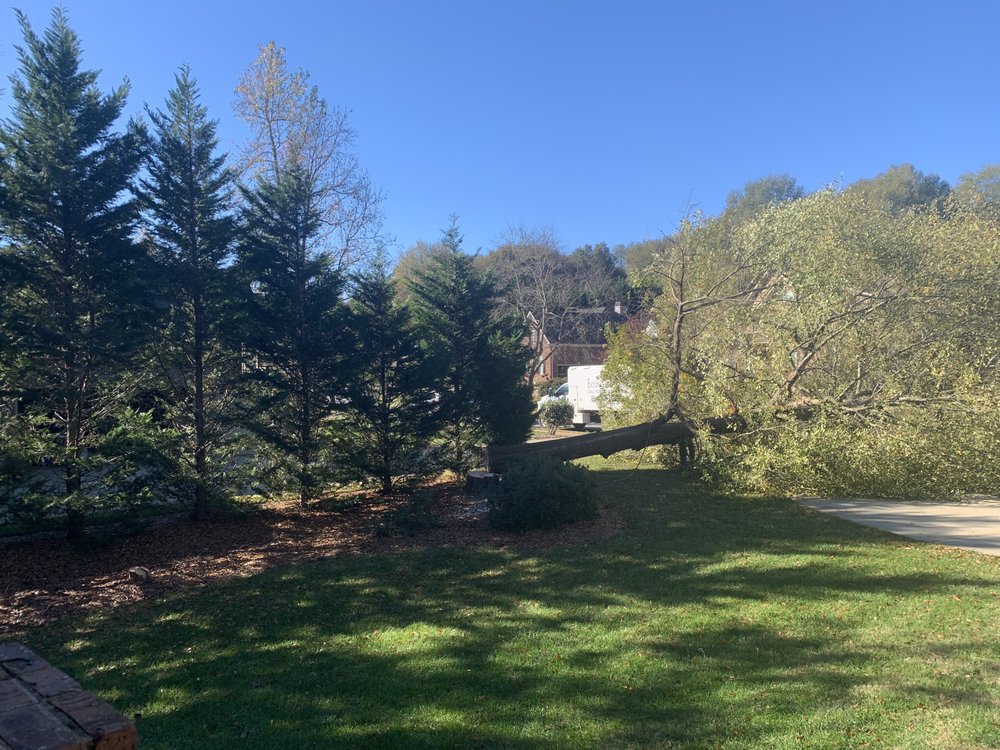 ECONO TREE MAN Updated June 2024 Simpsonville, South Carolina