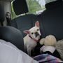 Photo of Park Your Paws - Boarding, Grooming, Day Camp