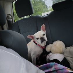 Park Your Paws - Boarding, Grooming, Day Camp