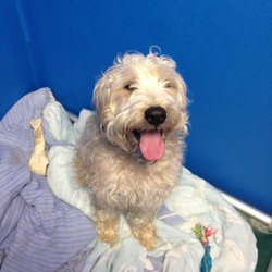 Woofman's Lodge Pet Resort