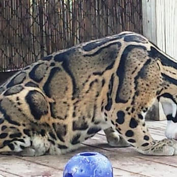 Panther Ridge Conservation Center - Clouded leopards apparently like watermelon(!) - Zoos Near Me - Loxahatchee, Florida