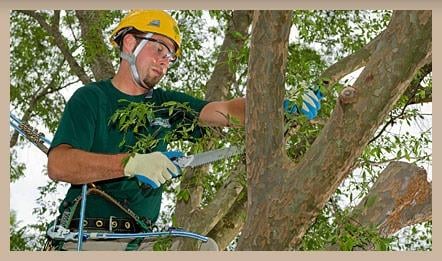 Lightning Tree Services - tree service in baton Rouge, LA
