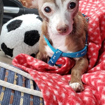 Almost Home Foundation - This is Grandpa, an 8 lb 14 1/2 year old Chihuahua I adopted from AHF. - Animal Shelters Near Me - Schaumburg, Illinois