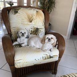 Woof-Wash and Grooming - Laci & Gizmo