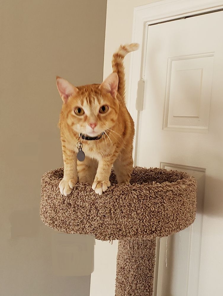 BRENTWOOD PET SITTERS Updated July 2024 18 Photos Brentwood