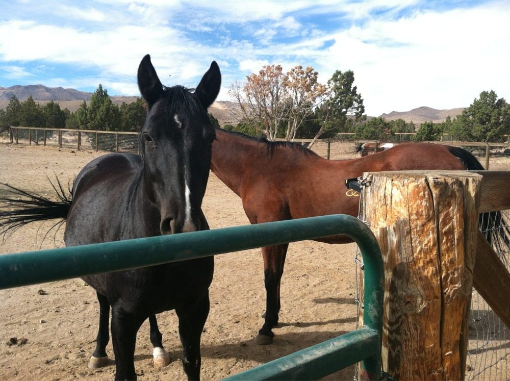 Faraway Farm - equestrian in Reno, NV