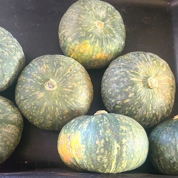 Maui Nui Farm - Squash Maui Nui Farm March 2021 - Farmers Market Near Me - Kula, Hawaii Maui Nui Farm - Squash Maui Nui Farm March 2021 - Farmers Market Near Me - Kula, Hawaii