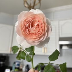 Bellefontaine Nursery - Queen of Sweden