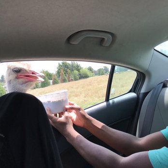 Tennessee Safari Park - Parks Near Me - Alamo, Tennessee