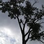 Photo of Capitol Tree Care