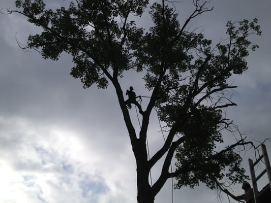 Capitol Tree Care on Yelp