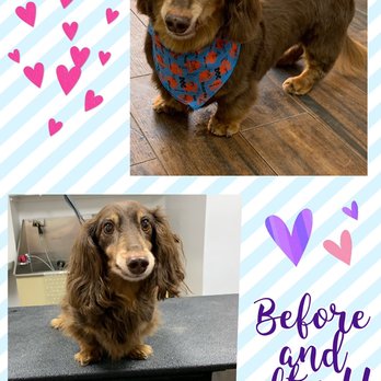 Dog Planet NY - Pet Boarding Near Me - Astoria, New York Dog Planet NY - Pet Boarding Near Me - Astoria, New York