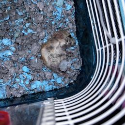 hamster
