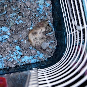 PetSmart - hamster - Pet Training Near Me - Hanford, California