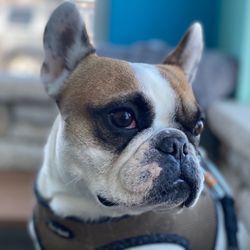 Serenity Pet Spa - Riesling the French Bulldog stares out the window.
