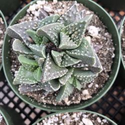 North County Roots Nursery