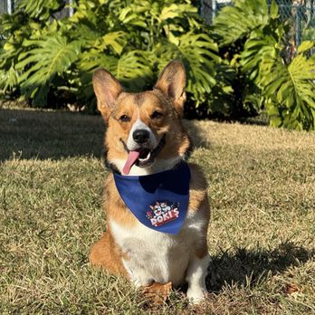 Doki's Pets Grooming - Pet Groomers Near Me - Miami, Florida