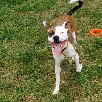 Sarah's Dog Haven - Pet Sitting Near Me - Frederick, Maryland Sarah's Dog Haven - Pet Sitting Near Me - Frederick, Maryland
