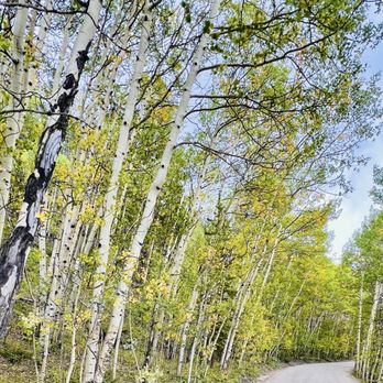 Boreas Pass - Boreas Pass, mid September 2024: mostly vivid green, but pockets of dancing yellow Aspen leaves. 5/5 drive, 100% recommend it. - Hiking Near Me - Jefferson, Colorado Boreas Pass - Boreas Pass, mid September 2024: mostly vivid green, but pockets of dancing yellow Aspen leaves. 5/5 drive, 100% recommend it. - Hiking Near Me - Jefferson, Colorado