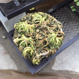 Dead plant because Lowe's sucks