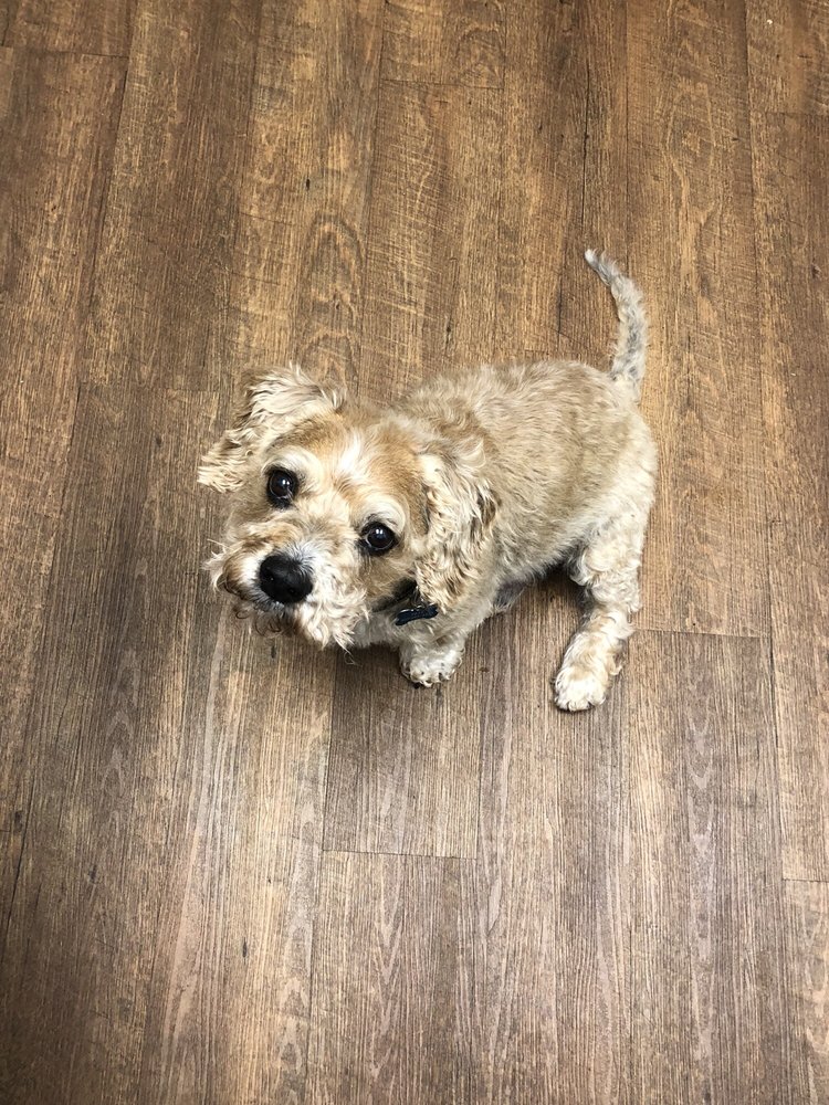 EAST ATLANTA ANIMAL CLINIC 35 Photos & 71 Reviews Veterinarians