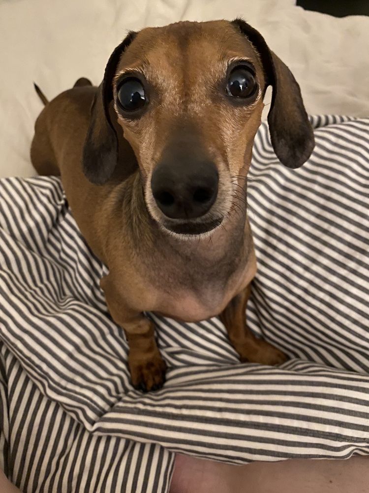 Pearly Bites Image