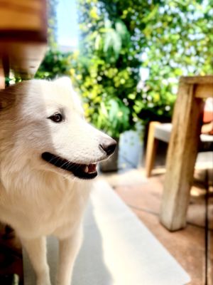 Steamy Piggy by null